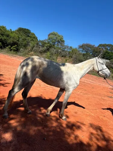Vendo Égua 