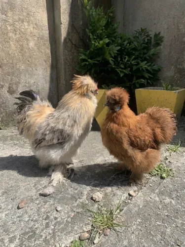 Casal de galinha sedosa do Japão