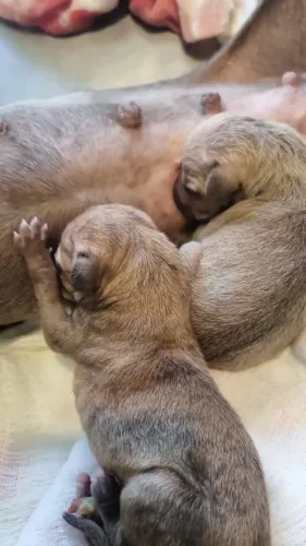 Filhote de Lébreu Italiano (Italian Greyhound)