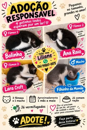 Doação de gatinhos