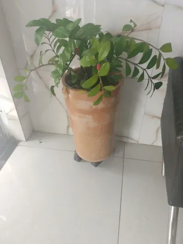 Planta com caqueiro e pés