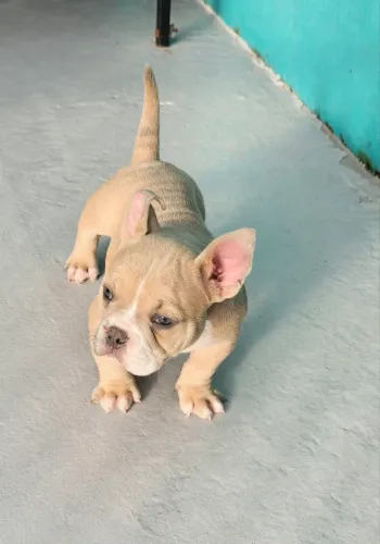 American Bully