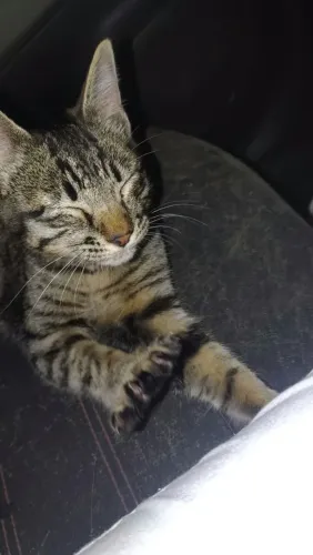 Doa-se gatinha filhote