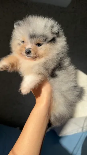 Filhote Lulu