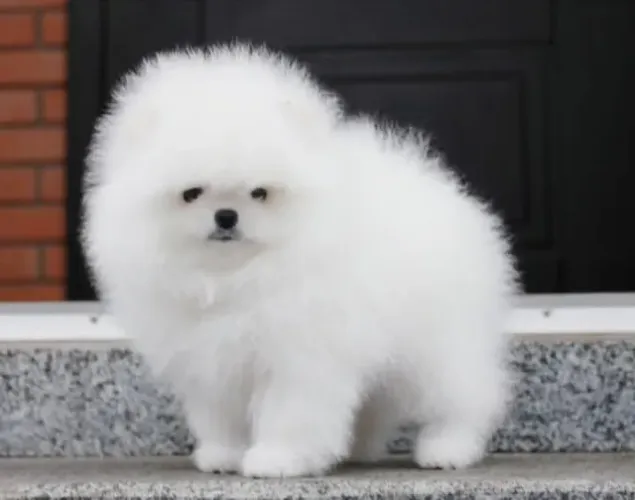 Filhotes Spitz Alemão