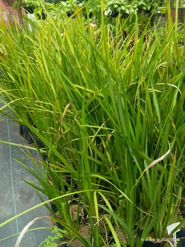 Mudas de jardim