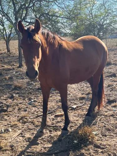 Égua mestiça de quarto de milha pra campo