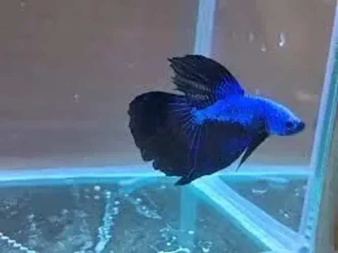 Dragon azul