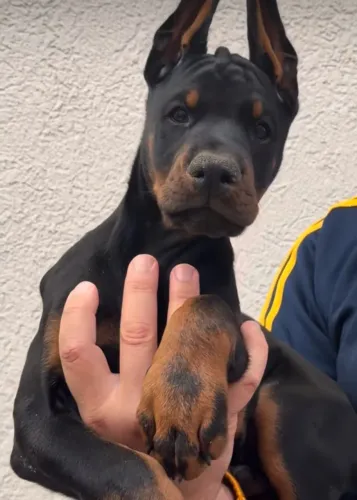 Dobermam