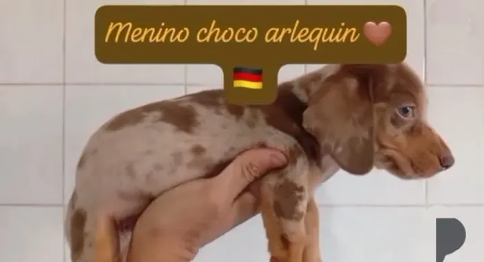 filhote dachshund salsicha mofadinhos sólidos arlequin cofap