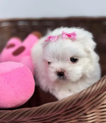 Maltes Femea!! Uma Princesa Disponível. 