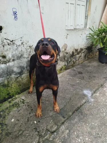 Disponível cadela Rotewailer com dois anos de idade