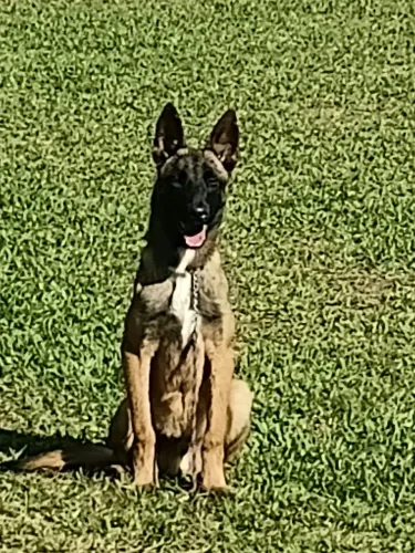 Pastor Belga Malinois 6 Meses  Pedigree CBKC Último Exemplar