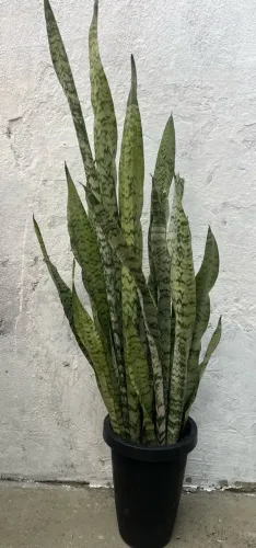 Espada  de São Jorge 