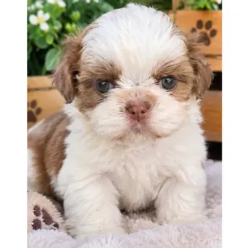 Shitzu Shih Tzu Fêmea linhagem figado