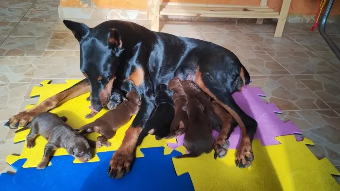 Filhotes de dobermann