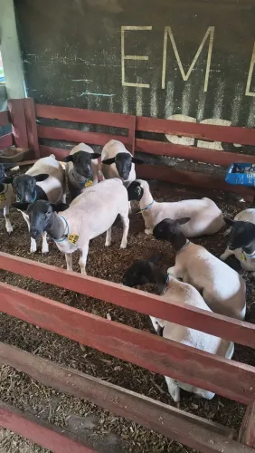 Vendo Fêmeas Dorper