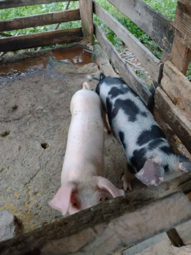 Doação de porcos