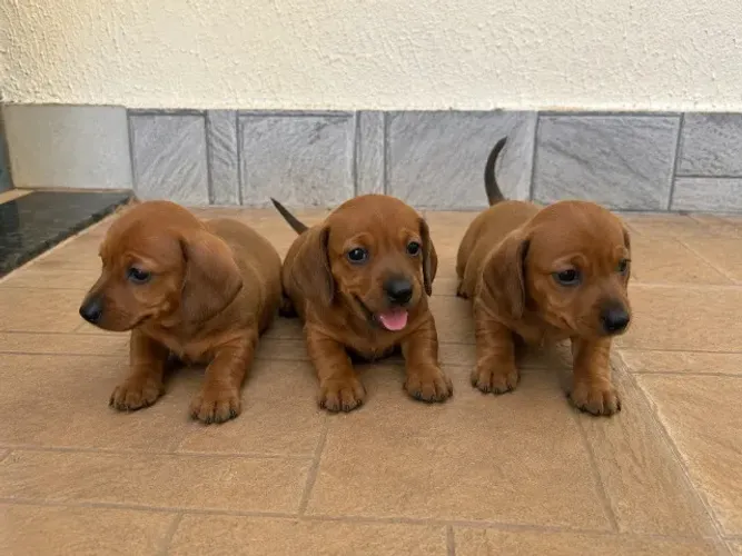 Filhote Fêmea Salsicha Basset Daschund Caramelo Vacinada Vermifugada