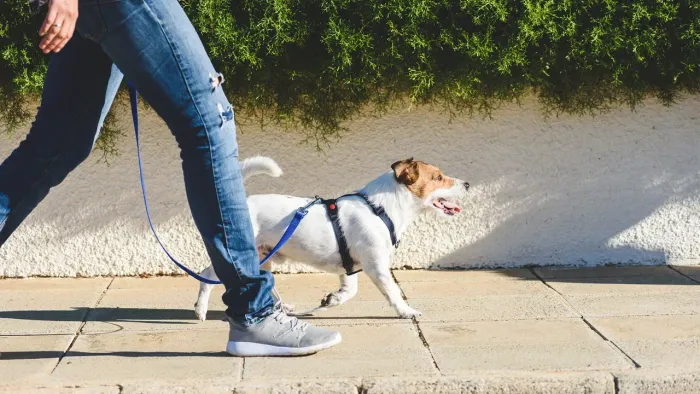 Passeador e cuidador de pets
