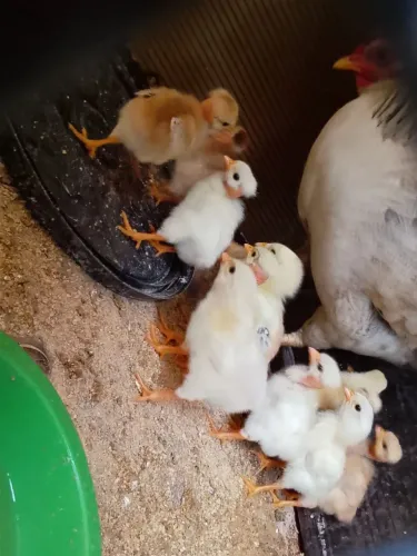 Pintinhos