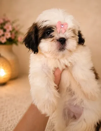 Shih Tzu micro linhagem fígado(focinho marrom e olhos verdes)