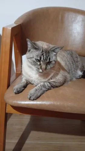 Gata adulta castrada para doação.