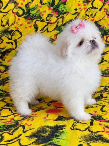 Spitz Alemão Anã Fêmea
