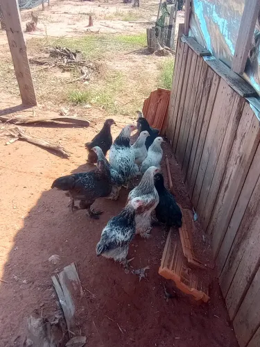 Vendo franguinho Brahma. Dark . Perdiz . Buz . E light. Raça pura