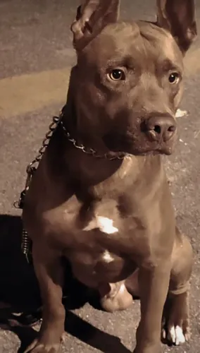 Doando Pit Bull 3 anos 