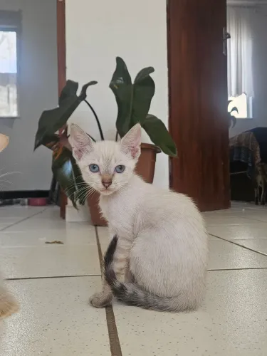 Filhote de Gato - Fêmea