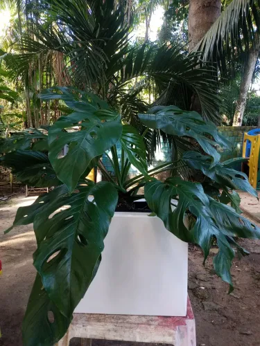 costela de adão com vaso branco