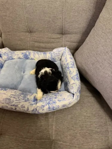 Cavalier king charles imagens reais belíssimos filhotes