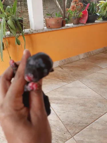 Vendo filhote de pincher machinho 
