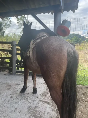 Vendo cavalo rosilho muito manso só tem três anos e meio