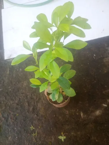 Frutíferas