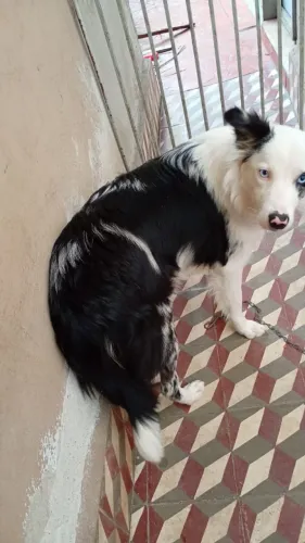 Border Collie Fêmea