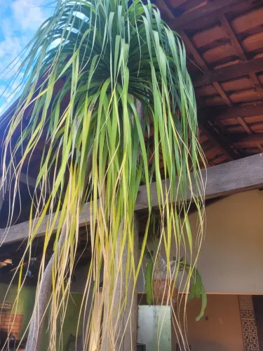 Planta 