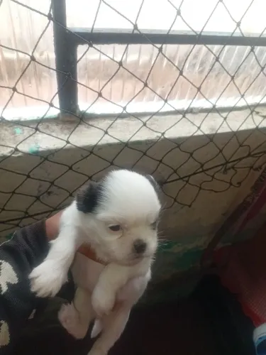 Tenho uma macho para venda de shitzu 