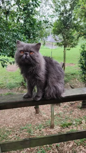 Macho persa na cor BLUE com um ano e meio