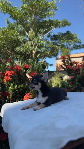 Vendo Chihuahua macho