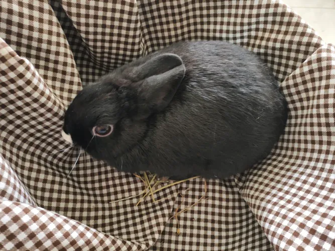Mini Coelho anão holandês fêmea pet