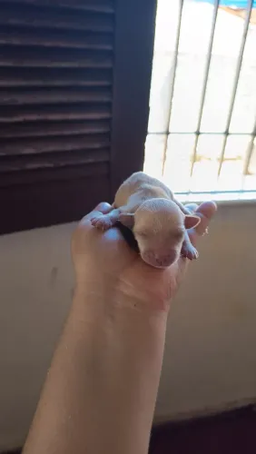 Pincher pai e mãe puro