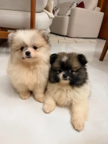 Lulu da Pomerania (Spitz alemão Anão)