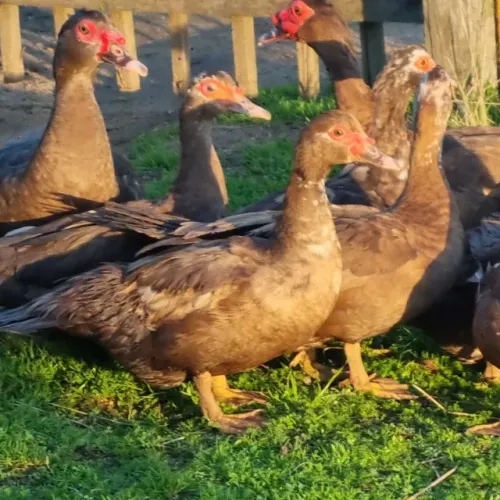 Pato Chocolate - Pato Marrom ovos galados