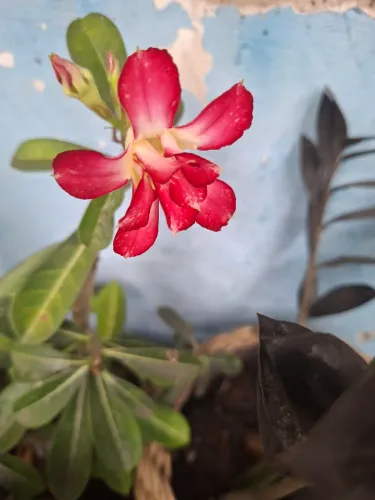 Plantas ornamentais floricultura 