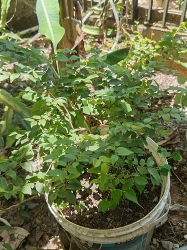 Muda de Jabuticaba Sabará.