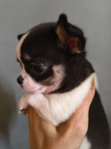 Chihuahua disponíveis
