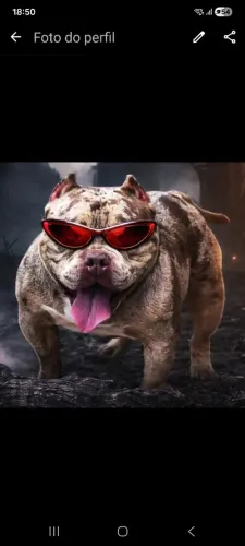 American bully merle micro COBERTURA- CRUZA 