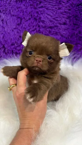 Chihuahua. Um amor para toda vida! Maravilhoso padrão! 45 dias.